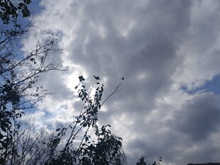 天空中繁茂枝叶与云朵