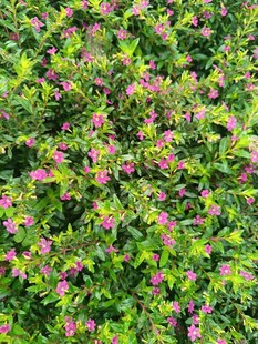 繁茂绿植间的粉色小花