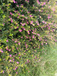 繁花盛开的绿色植物墙