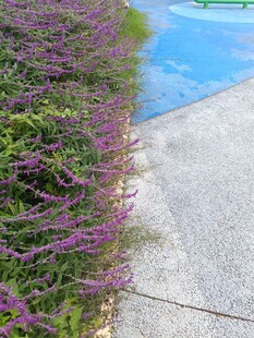 池边紫色花卉绿植景观