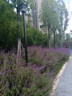 城市小径旁的繁茂花草