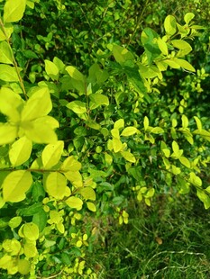 翠绿繁茂的生机植物景观