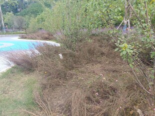 泳池边杂乱的枯枝植被