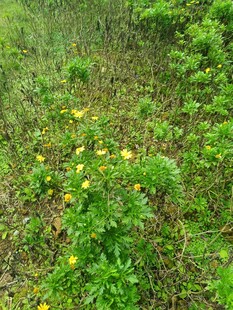 草丛中的黄色小花绽放