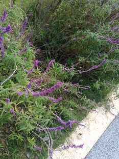 路边紫色繁茂花草景致