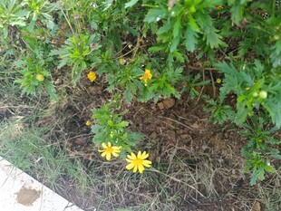 草丛中的黄色小花