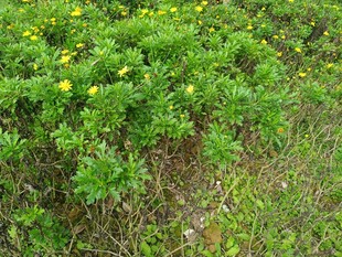绿色草地中的黄色小花