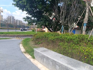 城市路边绿植景观