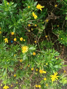 草丛中的黄色小花绽放