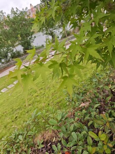 绿意盎然的户外草地景观