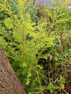 墙边繁茂的绿色植物