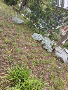 草地中的石头与绿植