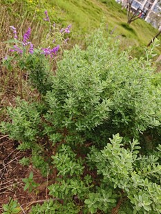 野外繁茂绿植与紫色小花