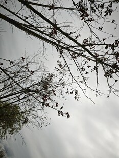 枯枝映灰白天空