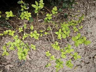 嫩绿幼苗生长于泥土间