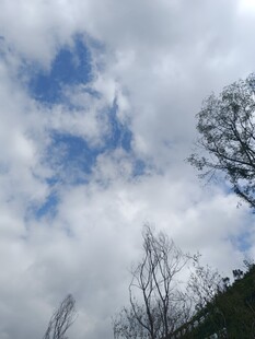 蓝天白云下的树木景致