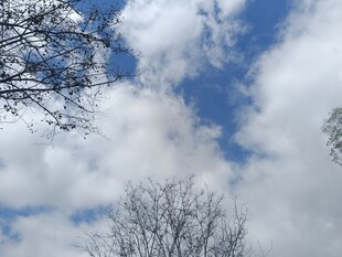 蓝天枯枝白云自然景象