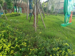 绿意盎然的户外休闲场景