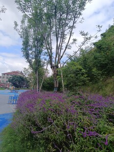 路边紫色花丛与绿树景观