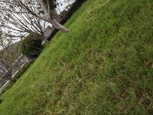 户外草地与树木景观