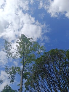 蓝天绿树间的清新景致