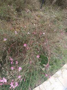 路边绽放的粉色小花