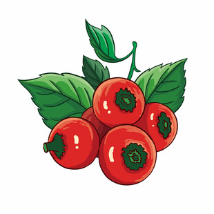 山楂插画素材