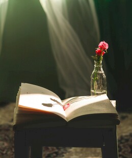 翻开的书与瓶中红玫瑰