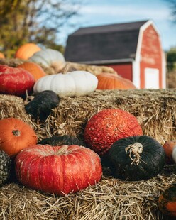 秋日干草堆上的多彩南瓜
