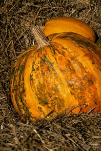 南瓜静卧于干草之上