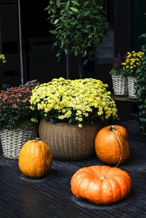 秋季庭院南瓜绿植景观