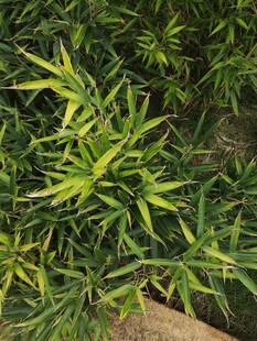 翠绿竹叶植物特写