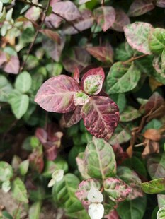 多彩斑斓的花叶植物