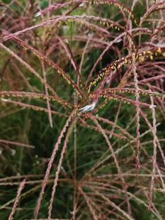 细长枝叶的独特植物