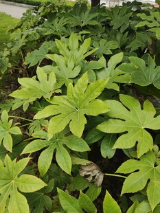 翠绿茂盛的掌状叶片植物