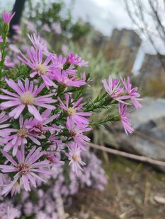 娇艳紫花绽放于户外
