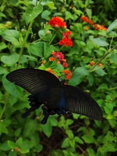 黑蝶于红花绿叶间飞舞