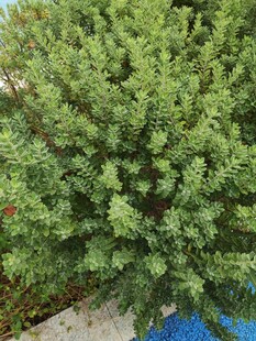 翠绿灌木植物特写