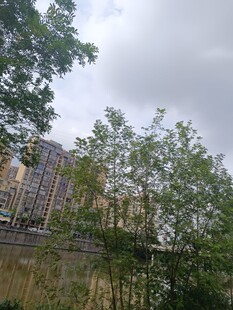 城市中绿树与高楼景观