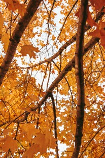 秋日树梢的斑斓黄叶