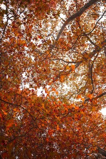 秋日斑斓树叶美景