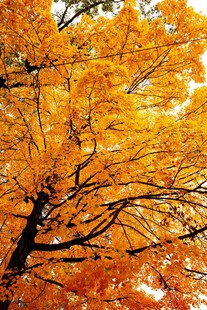 秋日金黄树枝美景