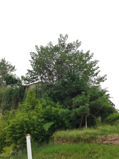 绿意盎然的户外自然景致