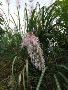 白色穗状植物特写