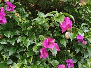 娇艳三角梅绽放绿叶间