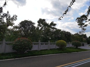 道路旁的绿植景观