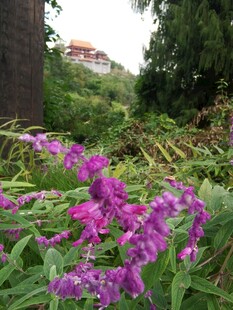 紫色花卉绽放于绿植间