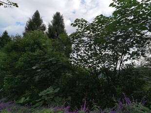 山林间的繁茂植被与花卉