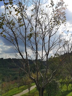 乡村林间小道风景