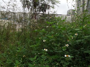 野外繁茂绿植与白色小花